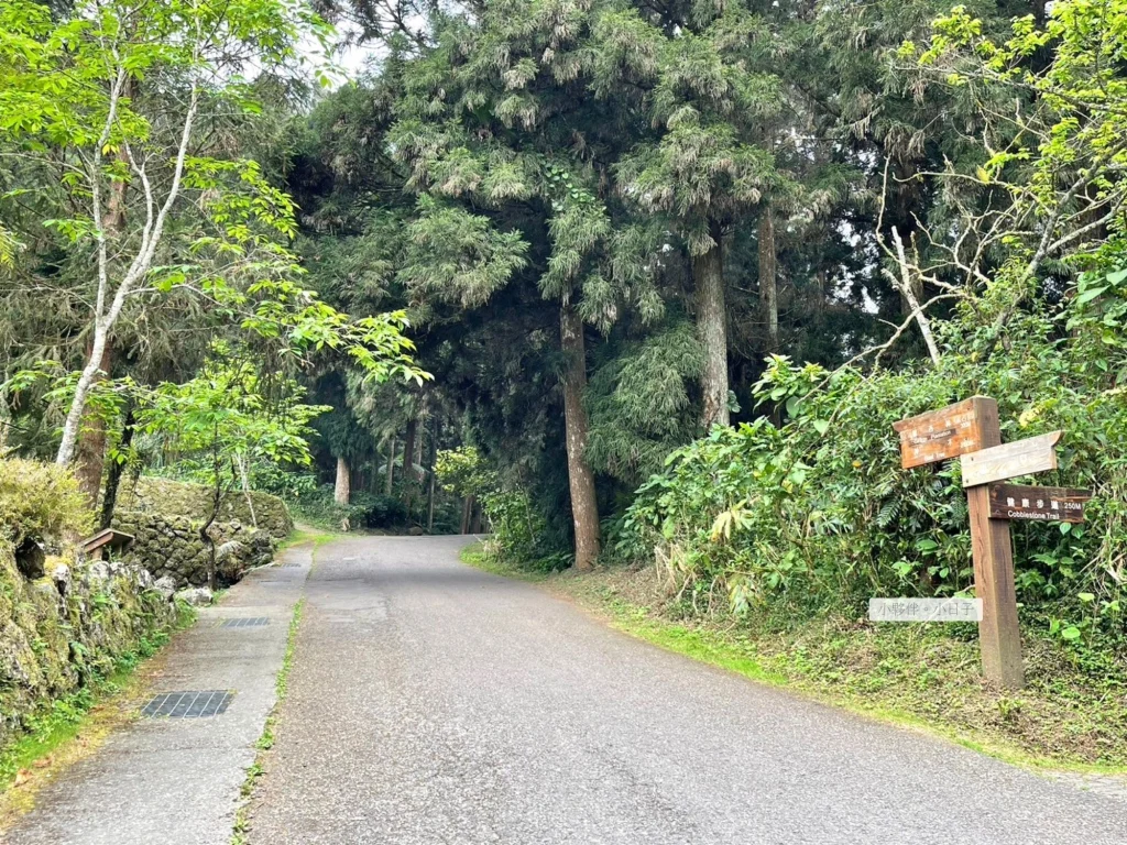 溪頭教育園區，銀杏林 3 月份景象。