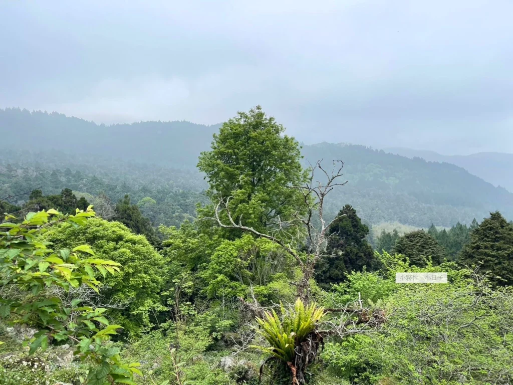 溪頭教育園區，海拔 3.5km 景象。