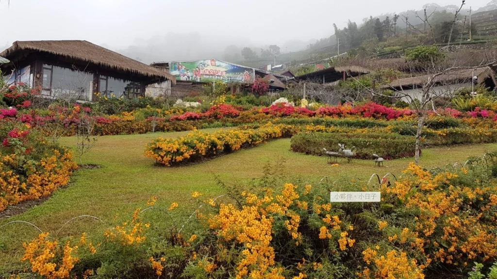 阿里山文化部落「鄒族」高 1,300 公尺，特別容易起霧飄雨。
