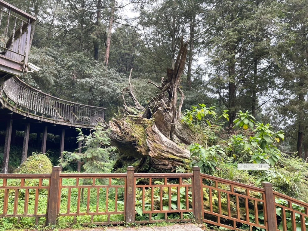 2016 年因為衰老和遭到雷擊倒塌