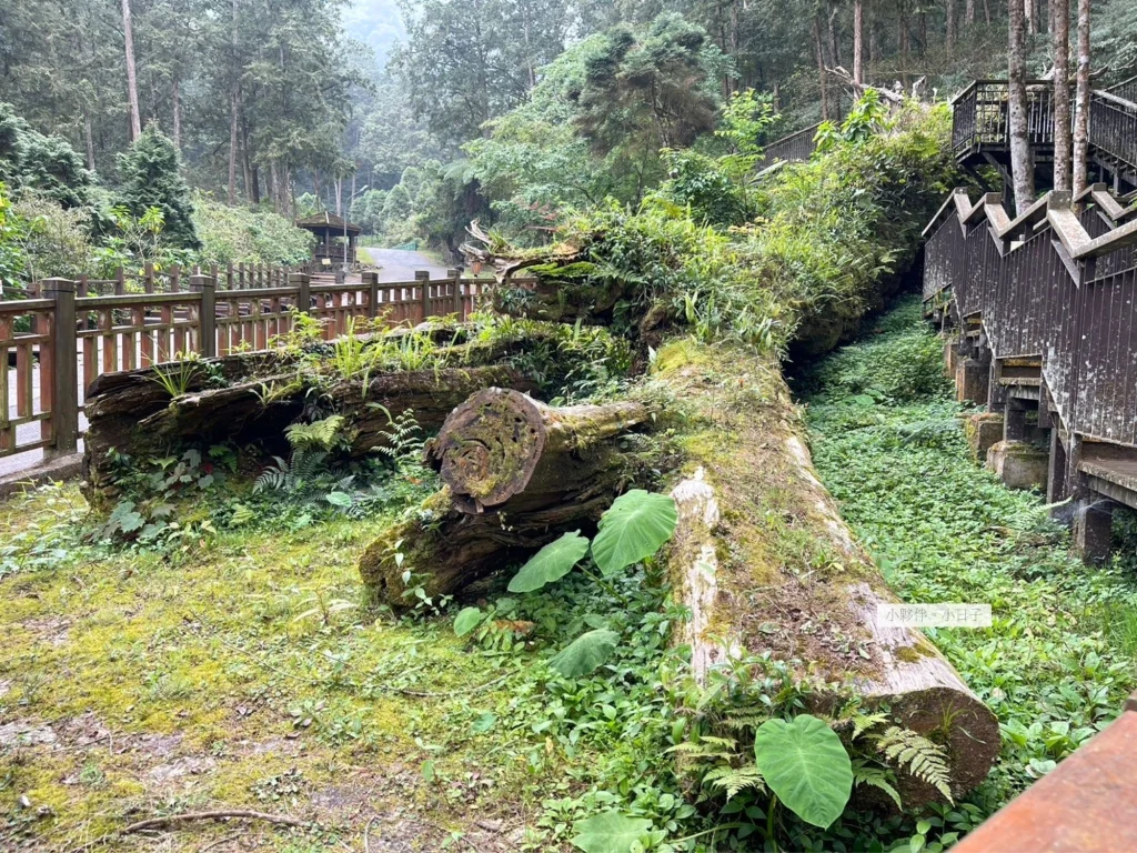 溪頭教育園區倒塌的神木。