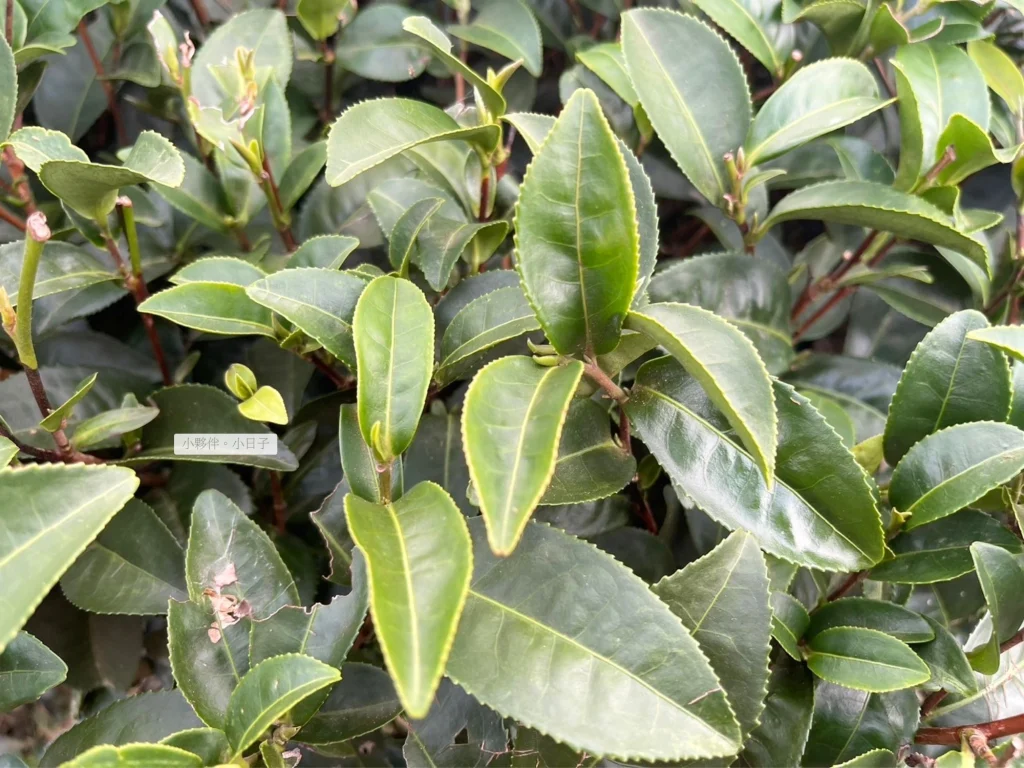 阿里山茶葉特寫。