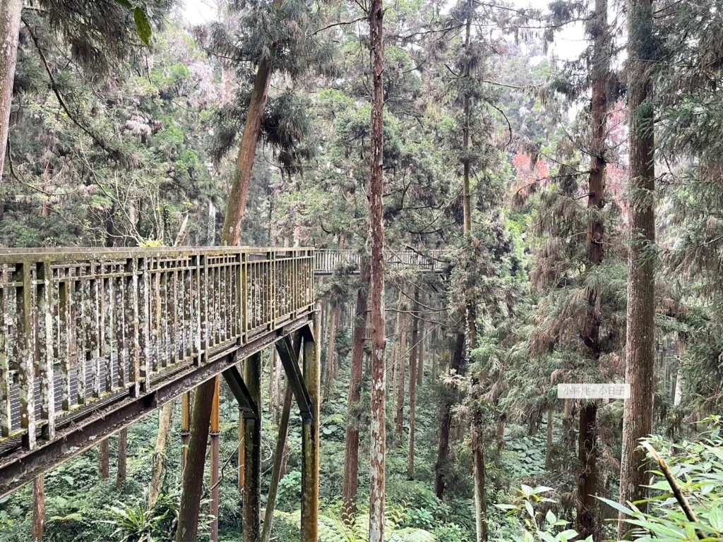 森林空中走廊，全長約 220 公尺。