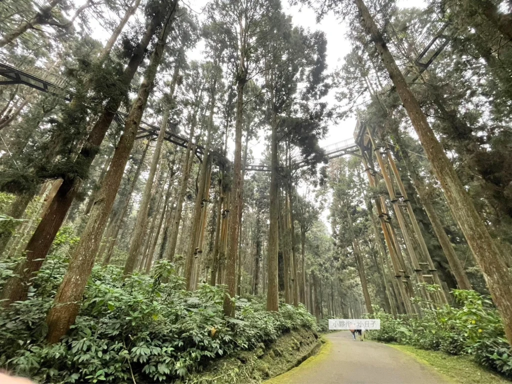 空中走廊下方，這段應該是最高處，搖晃程度比較大。