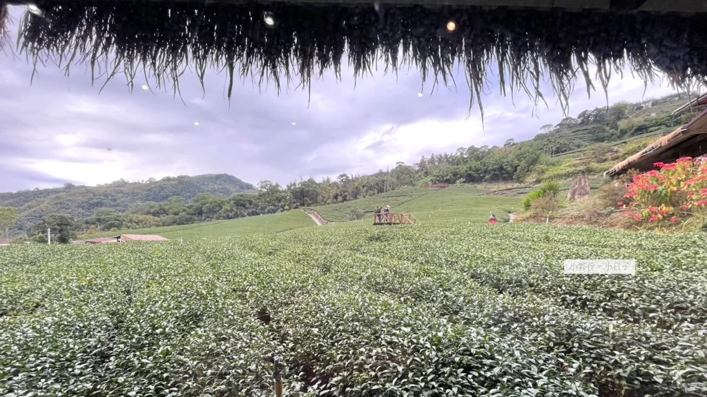 阿里山茶園