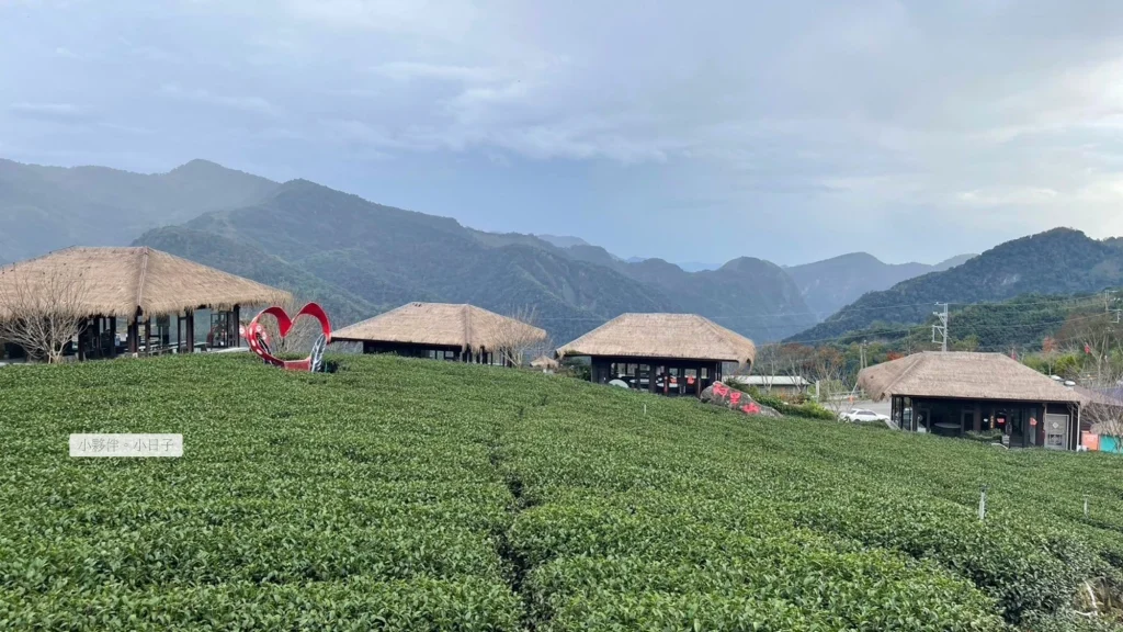 阿里山茶園景觀。