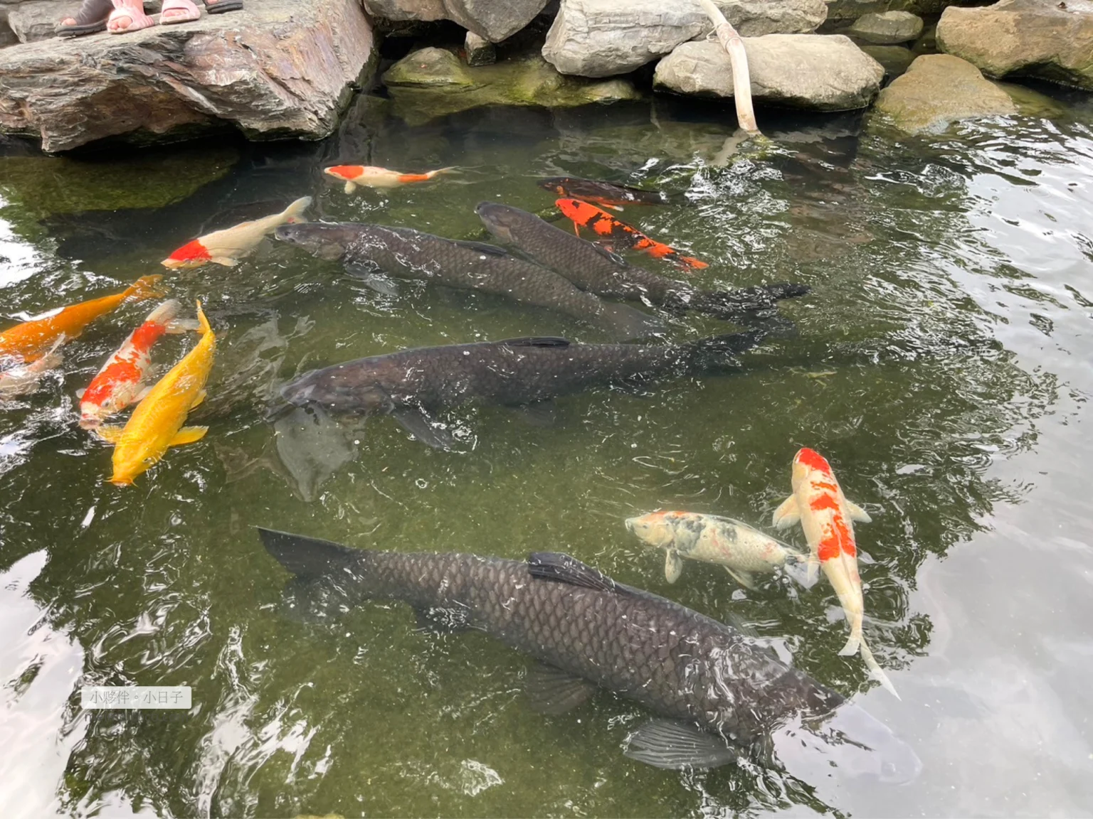 千巧谷錦鯉