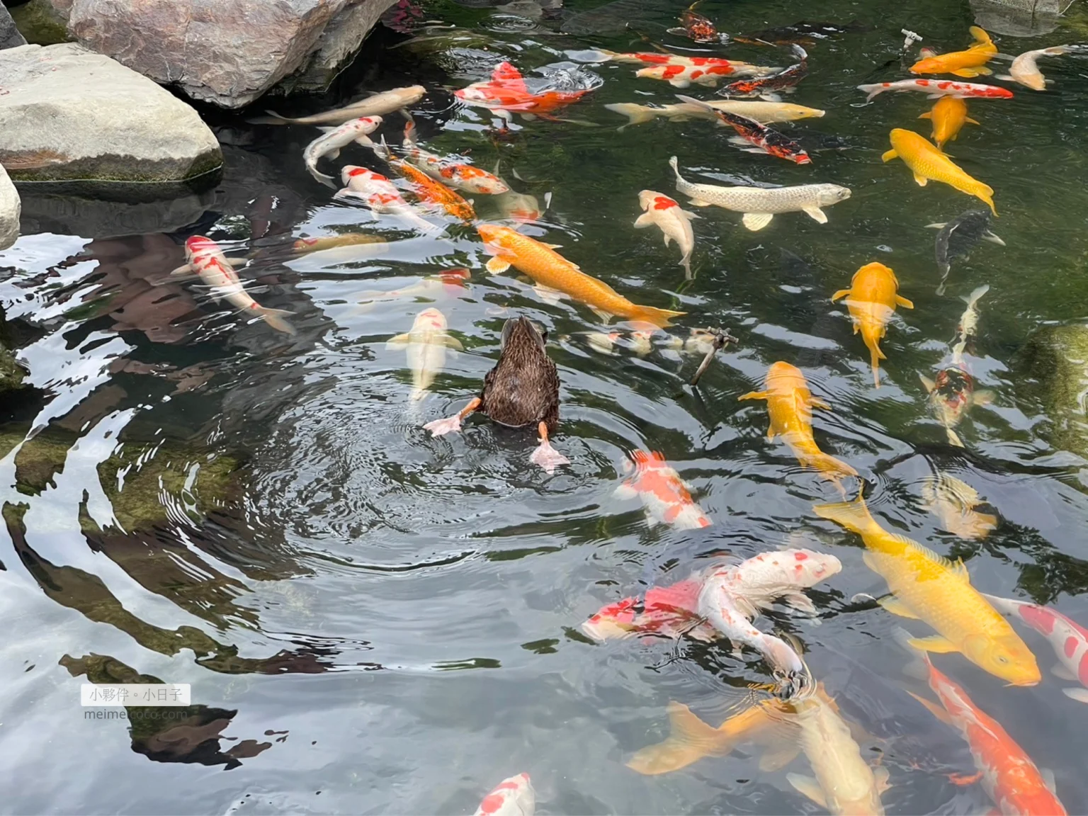 魚池旁有鴨子,但我們這次沒有再餵