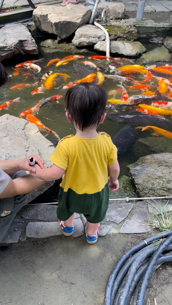 夏天餵魚要注意遮陽,有些區域會直接曬太陽