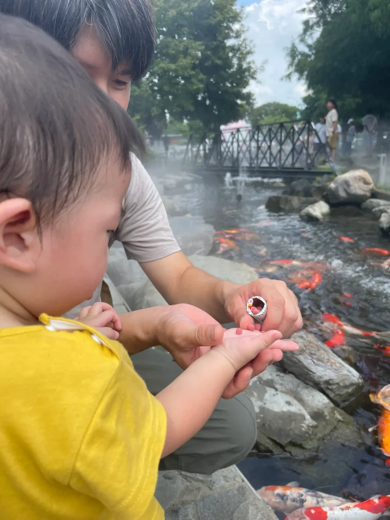 餵錦鯉,小小孩也很好參與