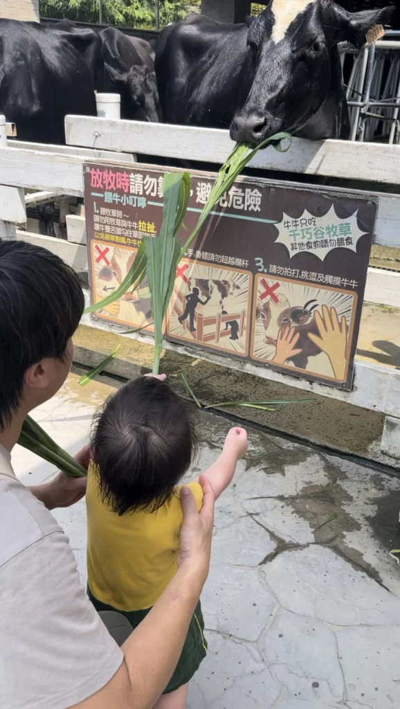 餵牛牛,幼兒會喜歡但也可能被嚇到