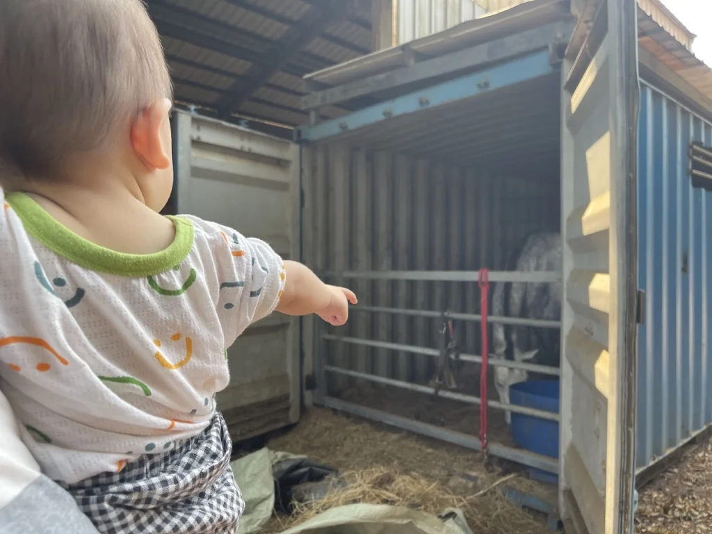 牧場馬匹