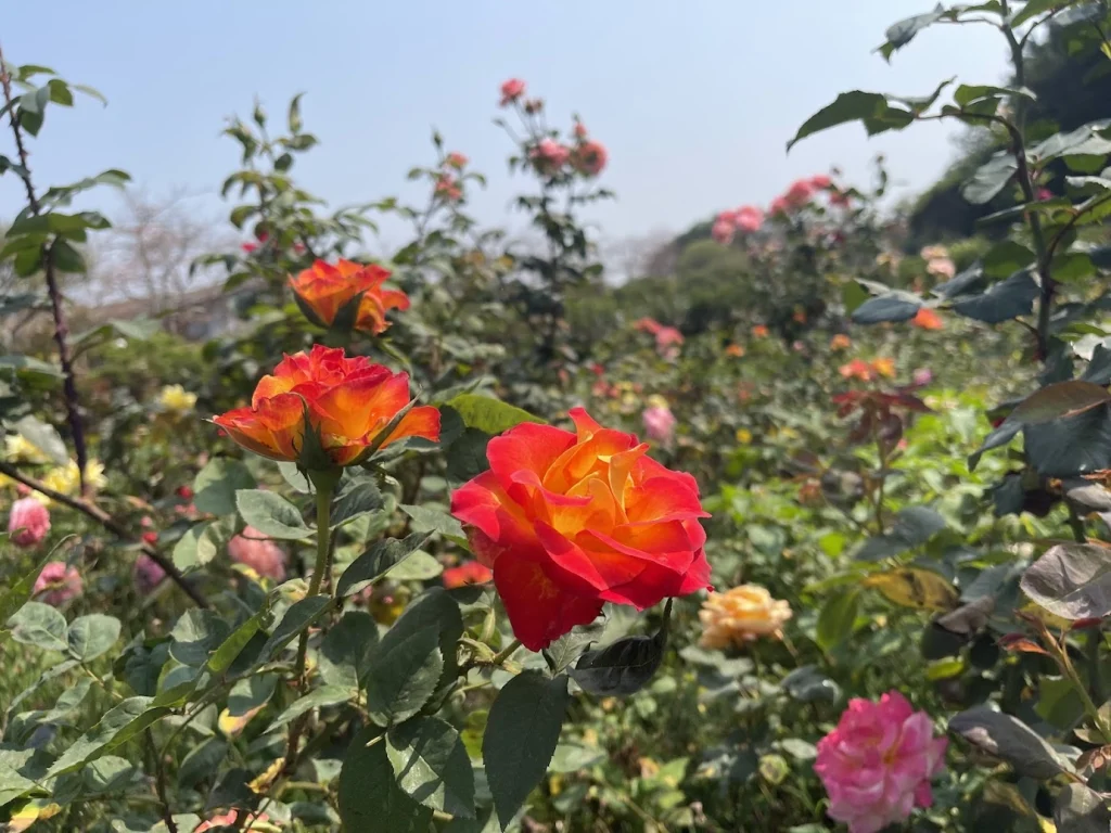 紅色玫瑰