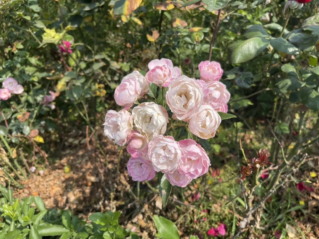 粉色玫瑰