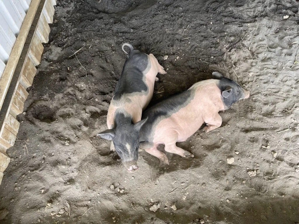 麝香豬