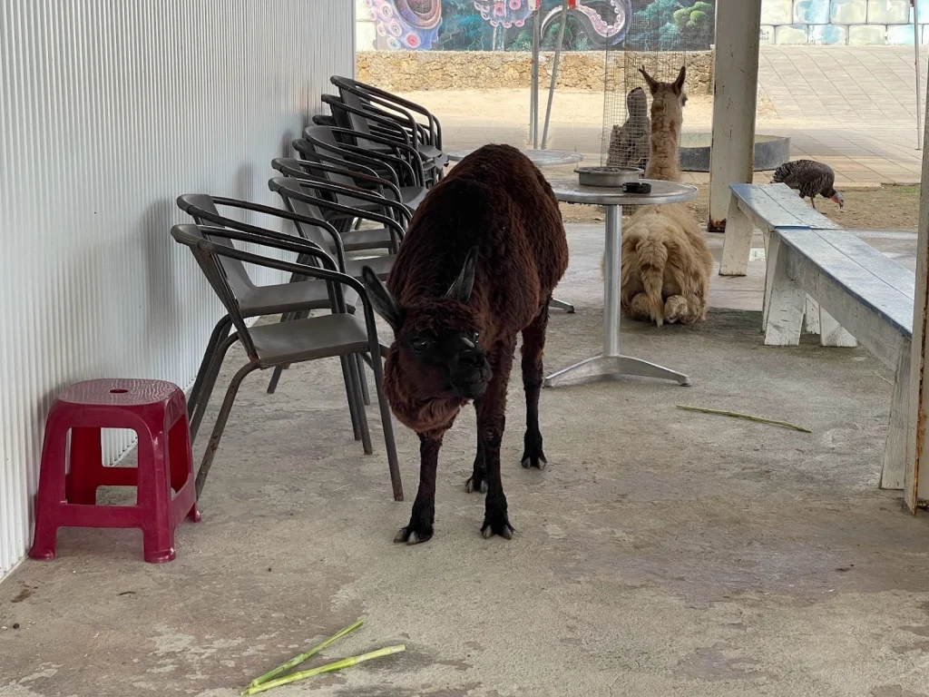 羊駝