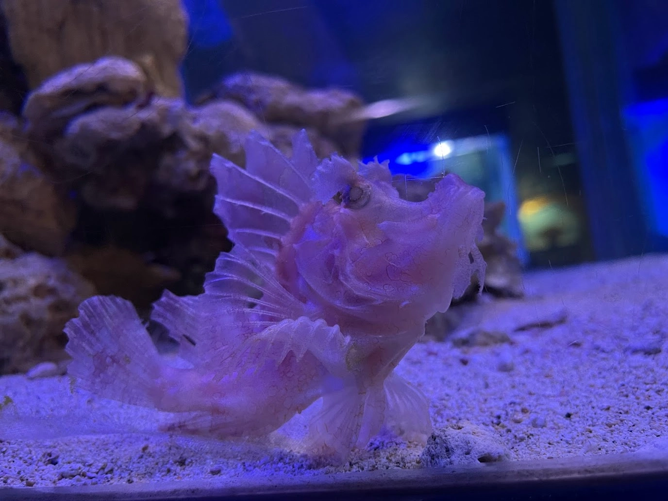 小琉球海洋館攻略:門票、參觀心得及海洋生物亮點介紹