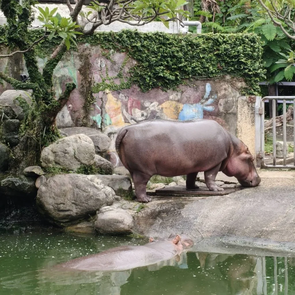 淨園農場入口處能看到兩隻大河馬 — 豆豆、美美。