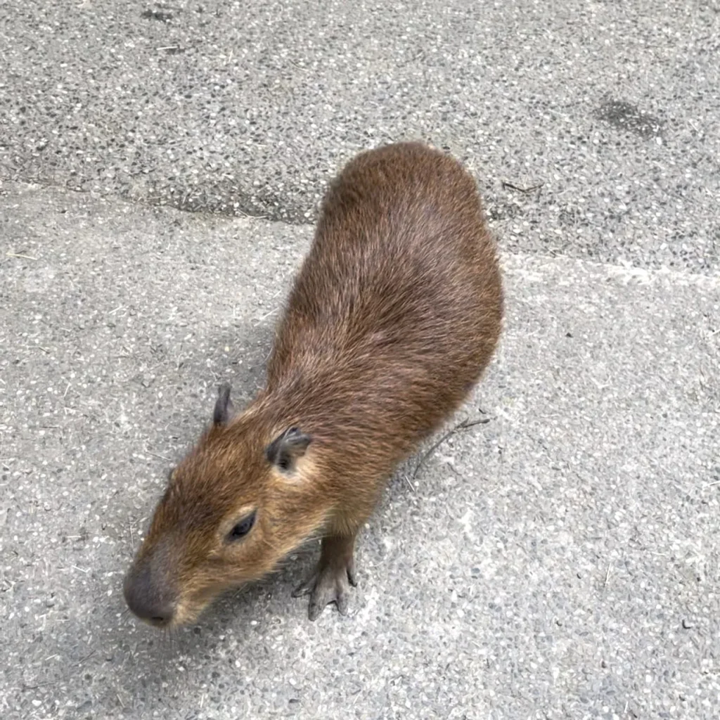 可愛動物區裡的水豚。