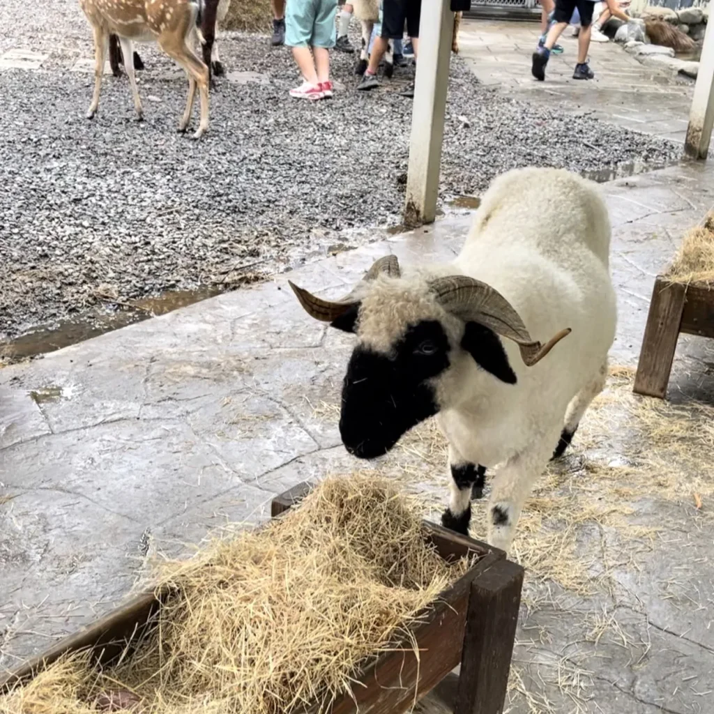 羊群動物互動區。