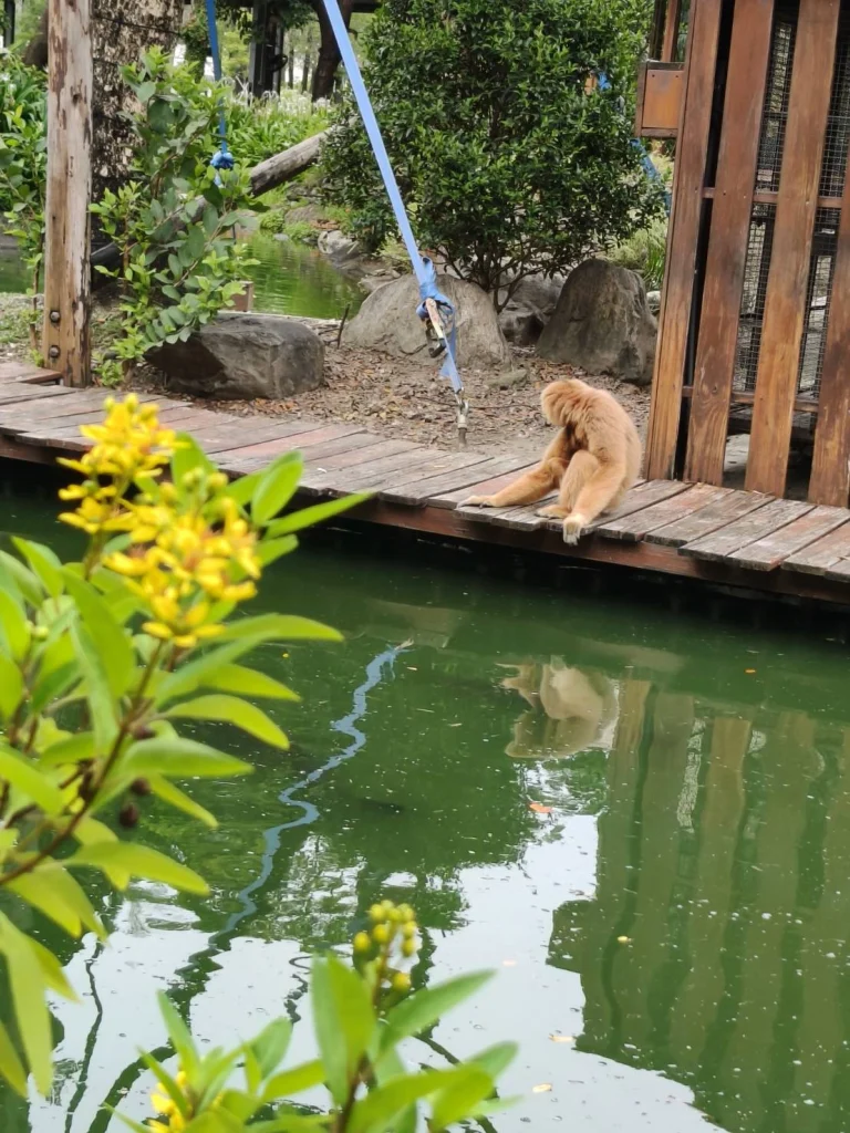 長臂猿的活動區域