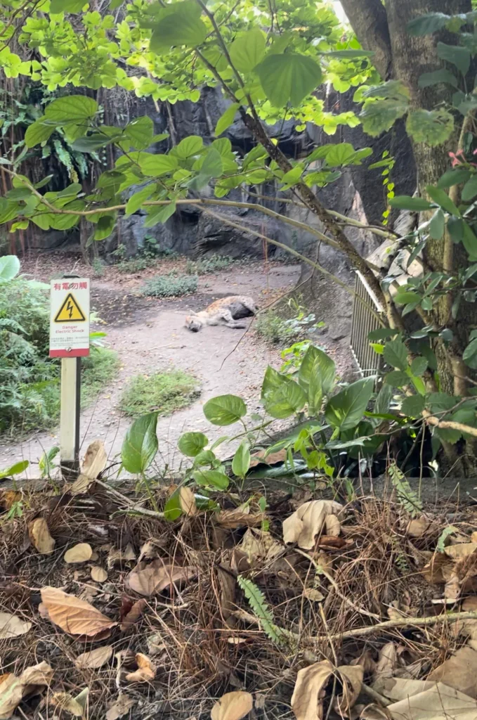 不過推車也有一個問題：有些動物展示區的視線比較高，孩子坐在推車裡不一定看得到。

我們看鬣狗時就遇到這個問題。
